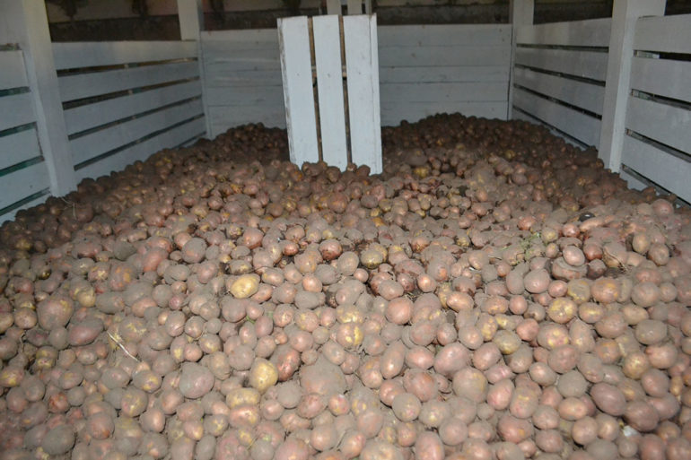 урожай картофеля в Емве