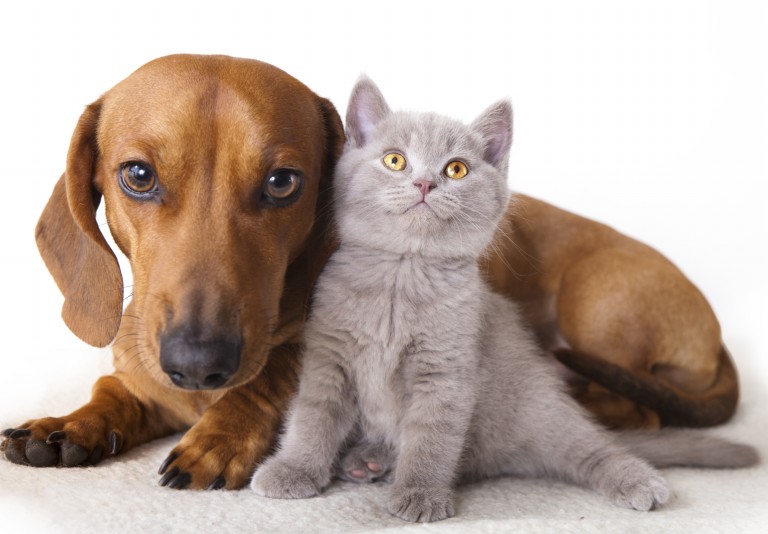 dogs-and-cats-images