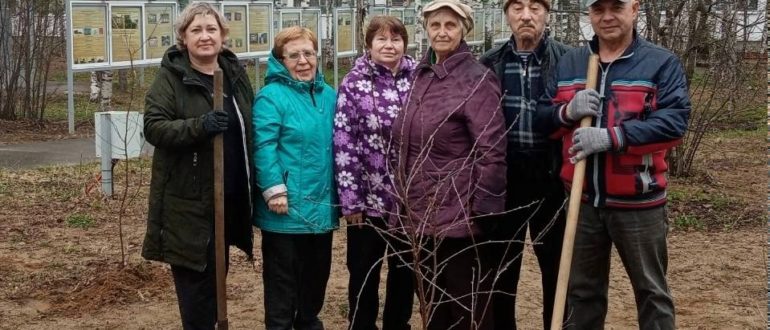 Местная организация ветеранов совместно с Центром общения старшего поколения высадила 10 новых саженцев вишни